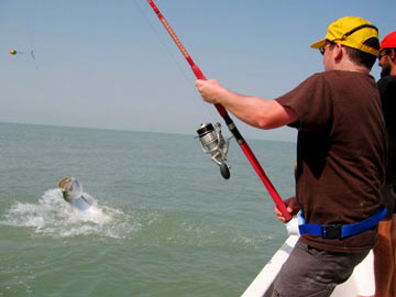 Tarpon.jpg