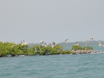 pelicanos.jpg