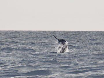 saut-marlin.jpg