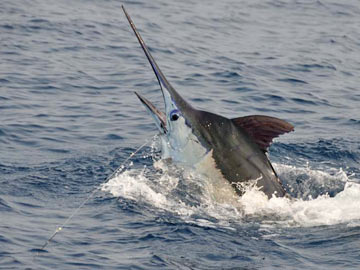 saut-marlin2.jpg