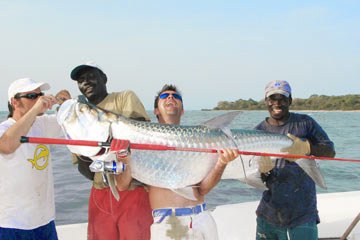 Tarpon1.jpg