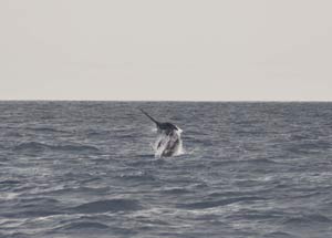 saut-marlin.jpg