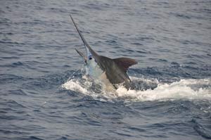 saut-marlin2.jpg