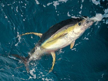 ALBACORE.jpg